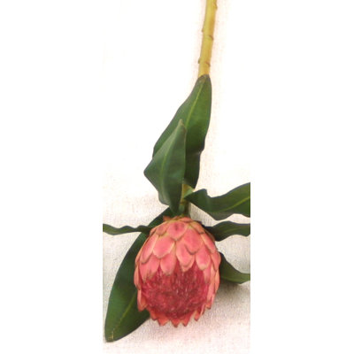 DIY Flower Medium Proteak image