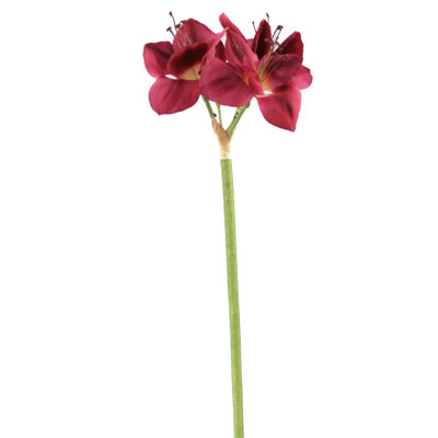 DIY Flower Amaryllis with Bud image