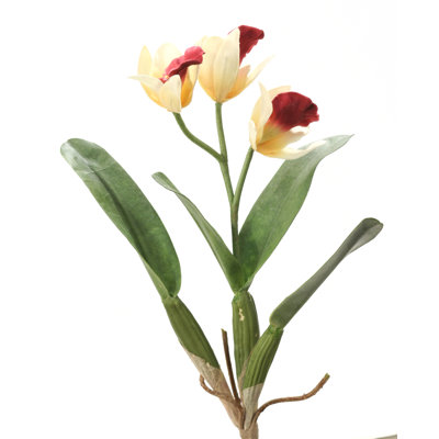 DIY Flower Cattleya Orchid image