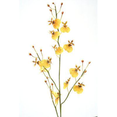 DIY Flower Oncidium Orchid image