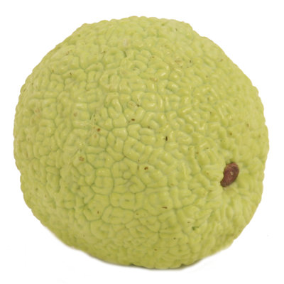 Fruit Osage Orange Figurine image