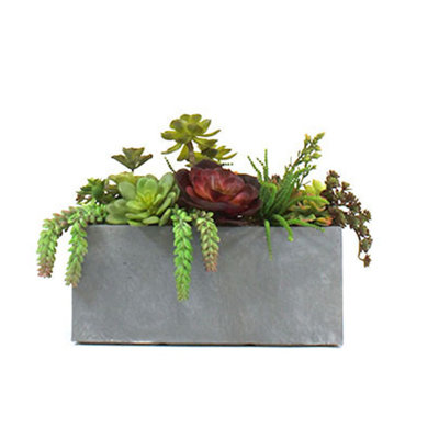 Succulent Garden in Clay Fibre Planter image