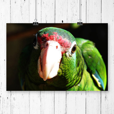 'Parrot Bird' Photographic Print at Wayfair 'Parrot Bird' Photographic Print.