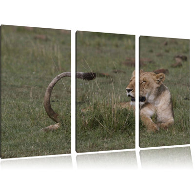 Lioness Relaxing in the Grass 3-Piece Photographic Print on Canvas Set at Wayfair Lioness Relaxing in the Grass 3-Piece Photographic Print on Canvas Set.