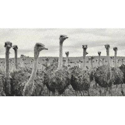 Ostriches Framed Photographic Print Ostriches Framed Photographic Print