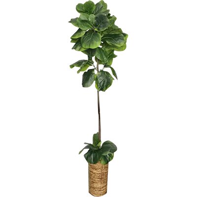 Fiddle-Leaf Fig Palm Tree in Basket