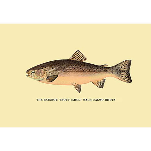an analysis of the rainbow trout an analysis of the rainbow trout