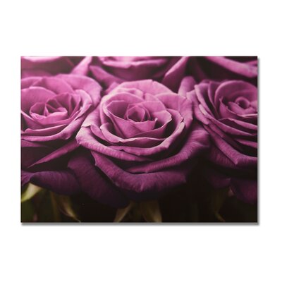 Graham & Brown Plum Roses Row Printed Canvas Art   30 X 40 40 233